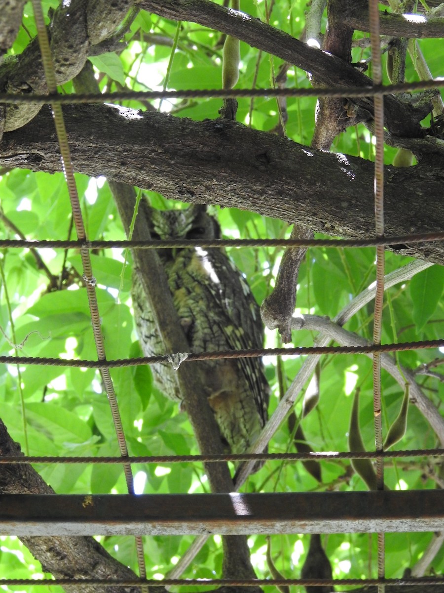 Tropical Screech-Owl - ML644518596