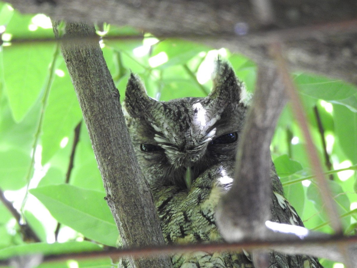 Tropical Screech-Owl - ML644518597