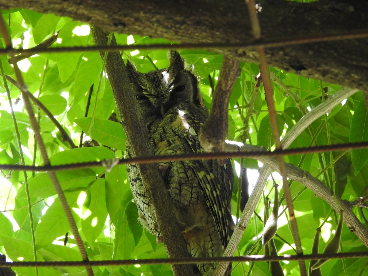 Tropical Screech-Owl - ML644518598