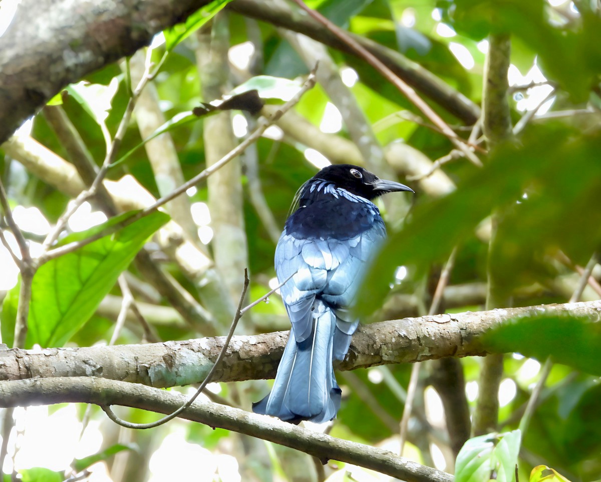 Hair-crested Drongo - ML644518602