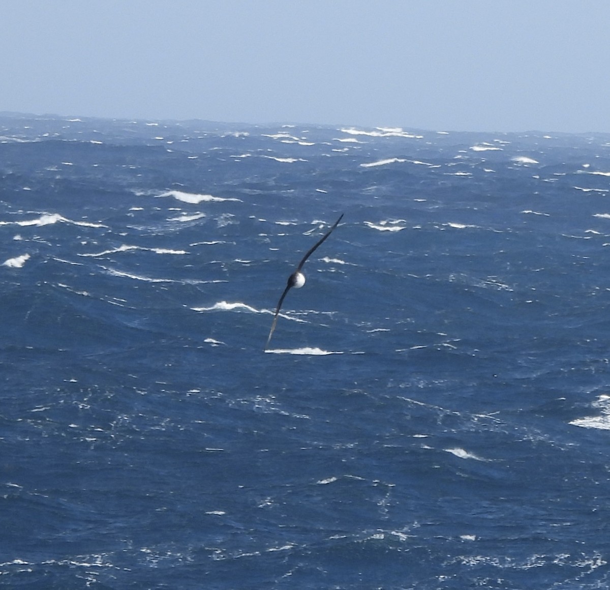 Atlantic Petrel - ML644518608