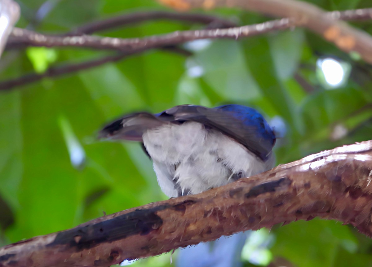 Black-naped Monarch - ML644518610