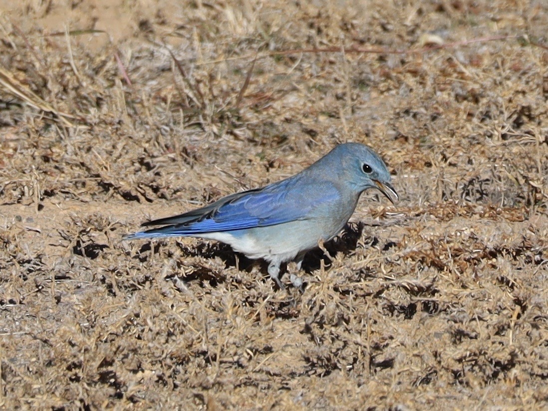 fjellblåfugl - ML644518614