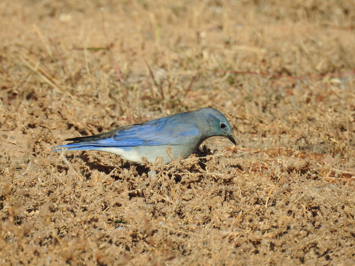 fjellblåfugl - ML644518617