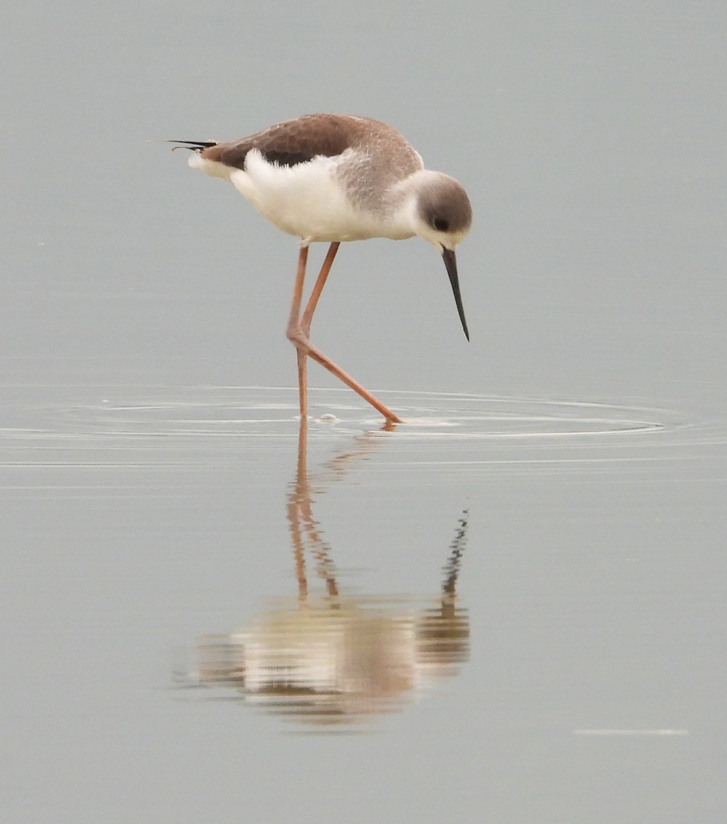 高蹺鴴 - ML644518622