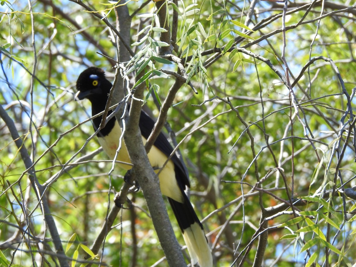 Plush-crested Jay - ML644518625