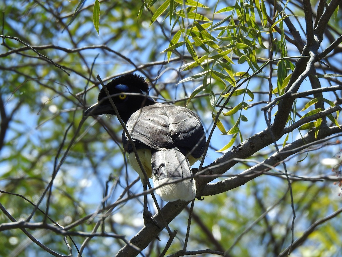 Plush-crested Jay - ML644518626