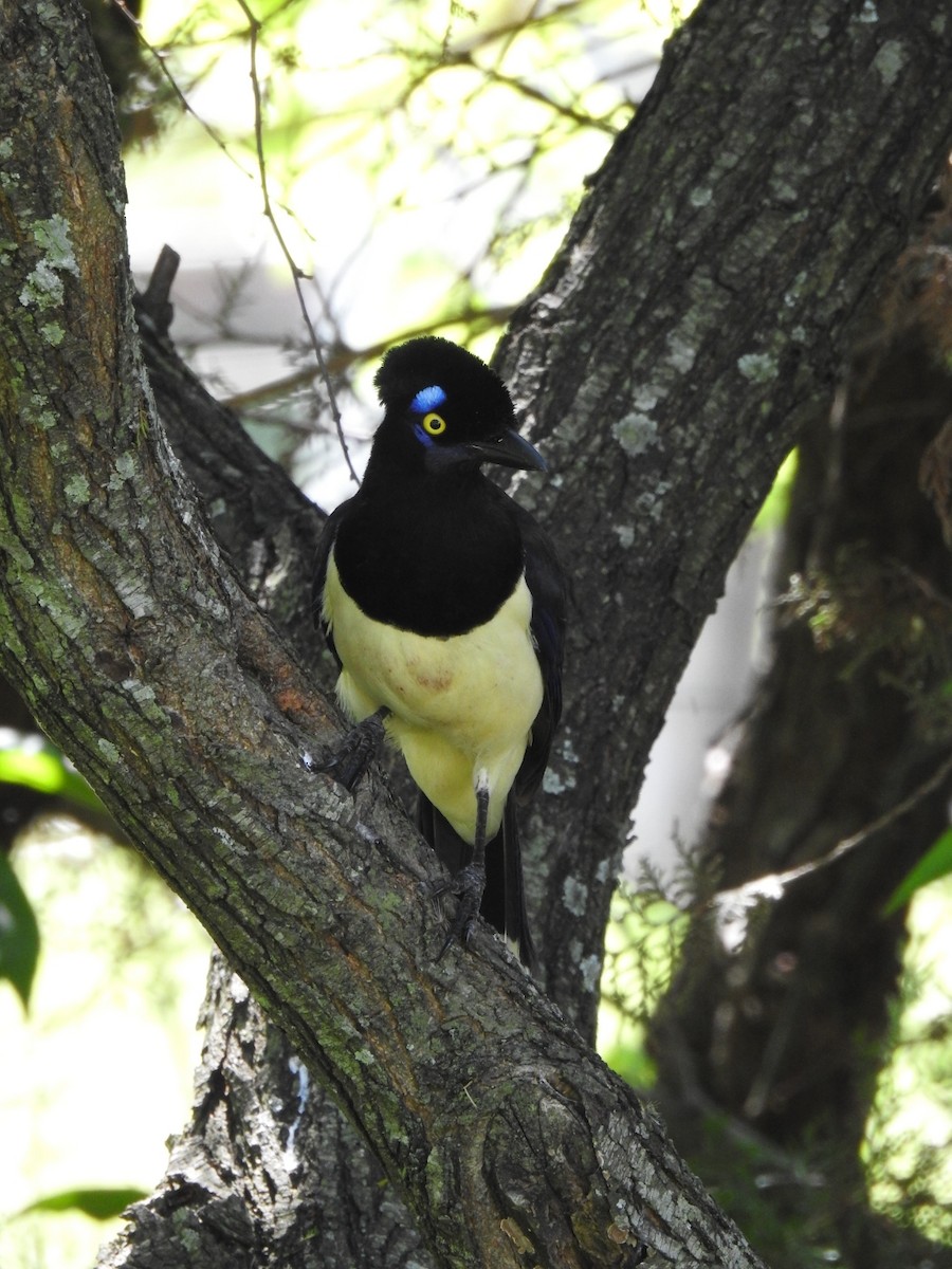 Plush-crested Jay - ML644518627