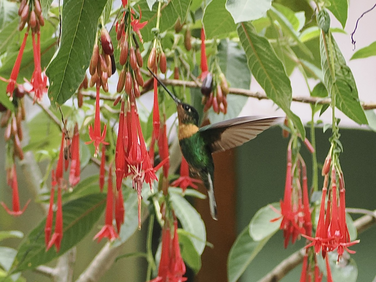 Gould's Inca - ML644518629