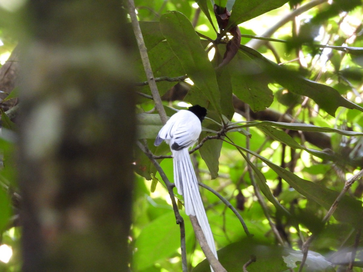 Tchitrec de Blyth - ML644518631