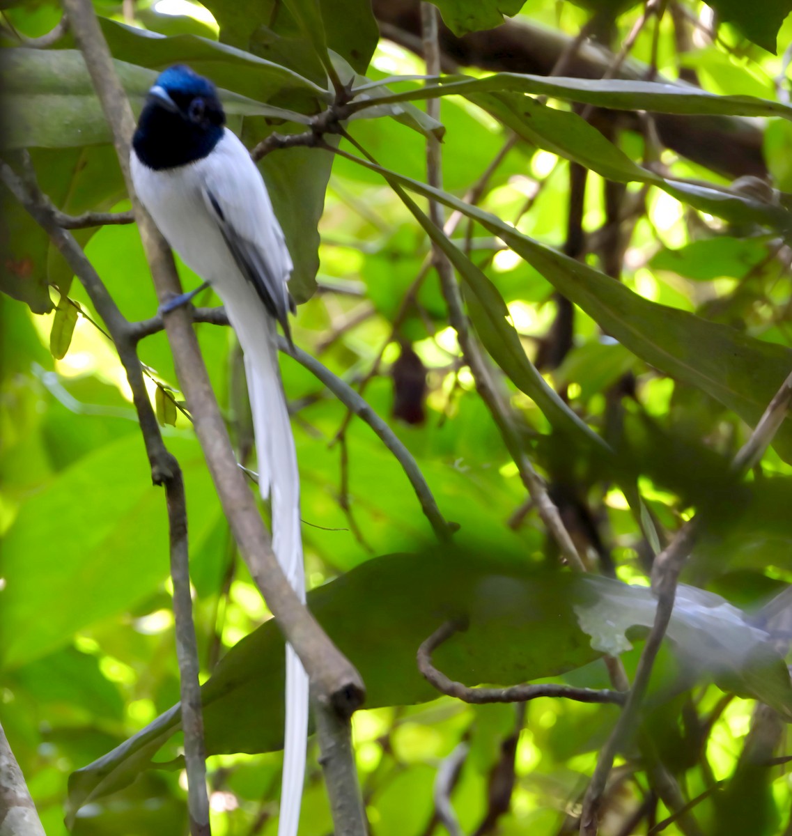 Tchitrec de Blyth - ML644518632