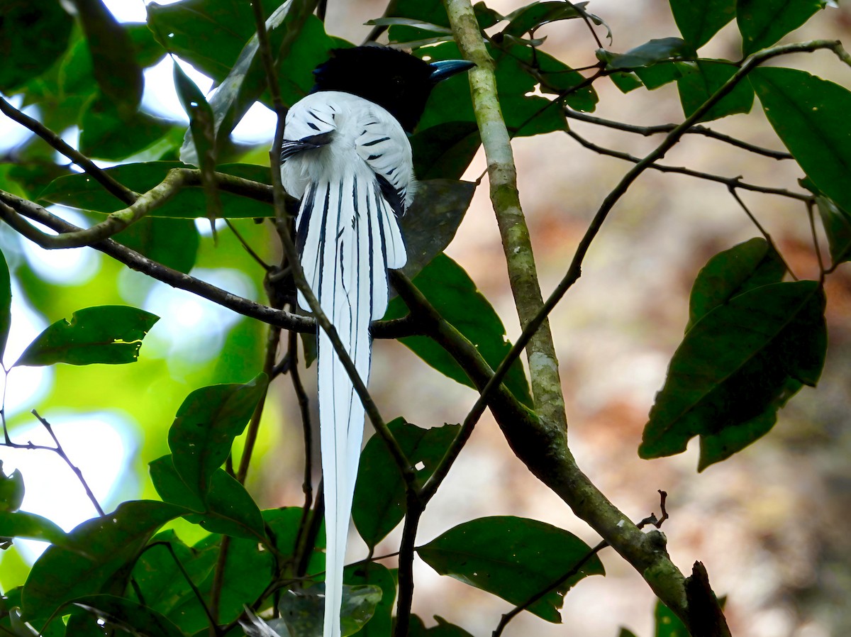 Tchitrec de Blyth - ML644518637