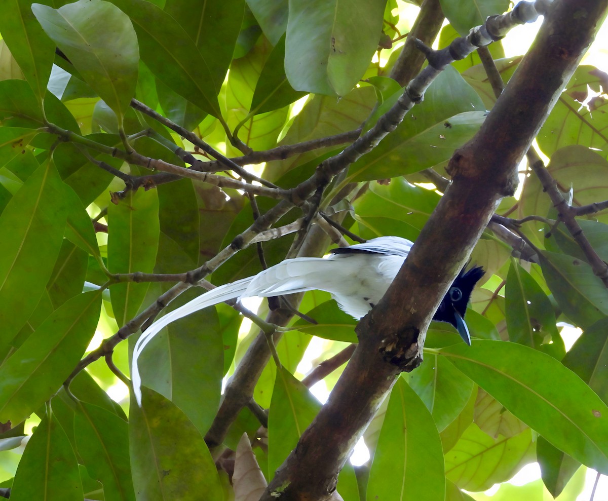 Tchitrec de Blyth - ML644518638