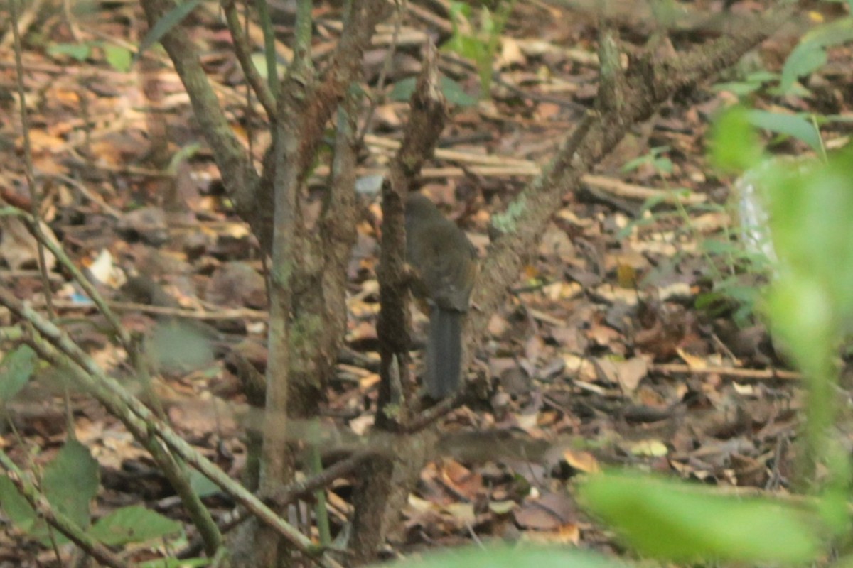White-rumped Shama - ML644518642