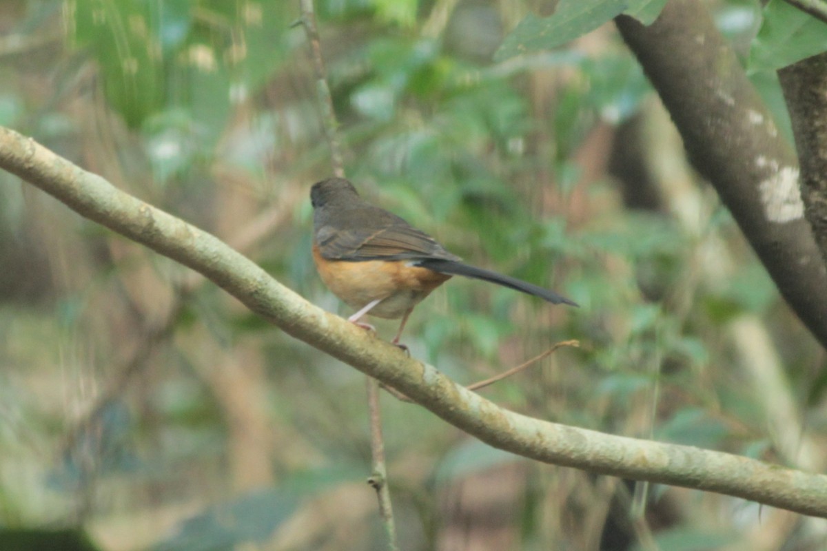 White-rumped Shama - ML644518643