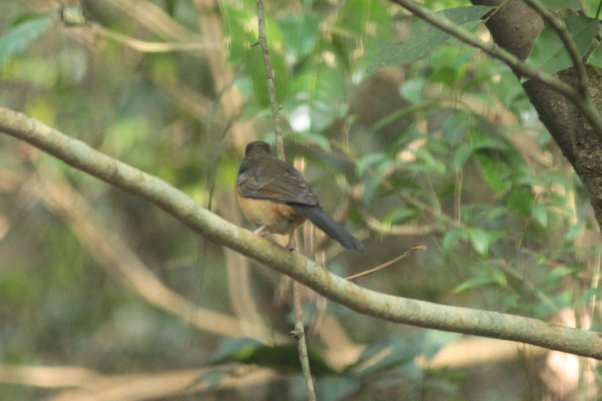 White-rumped Shama - ML644518645
