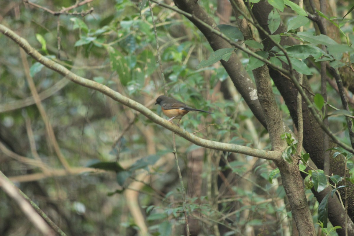 White-rumped Shama - ML644518646