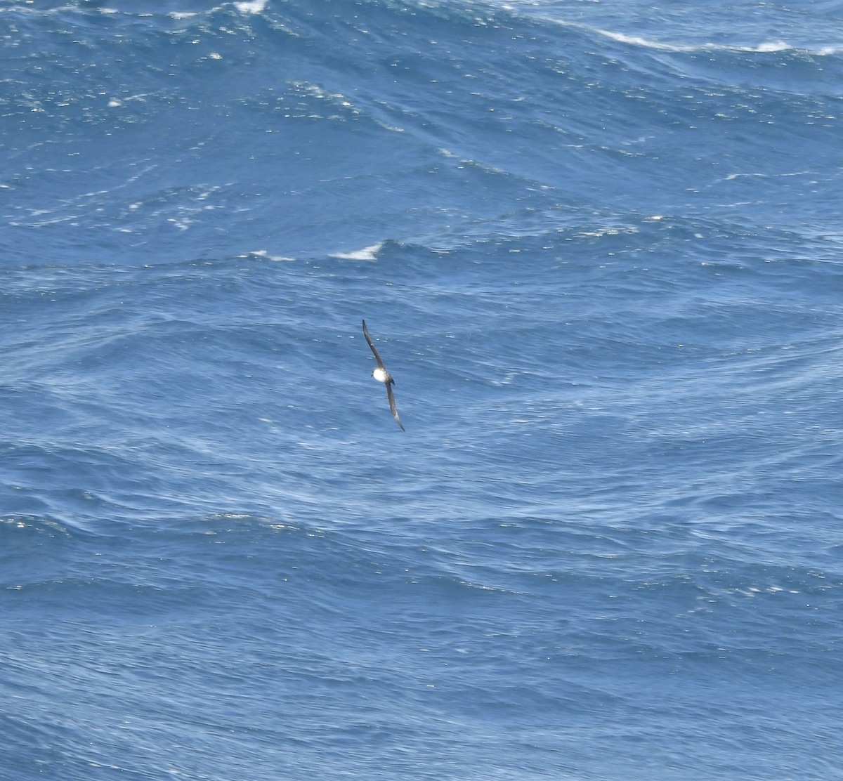 Atlantic Petrel - ML644518649