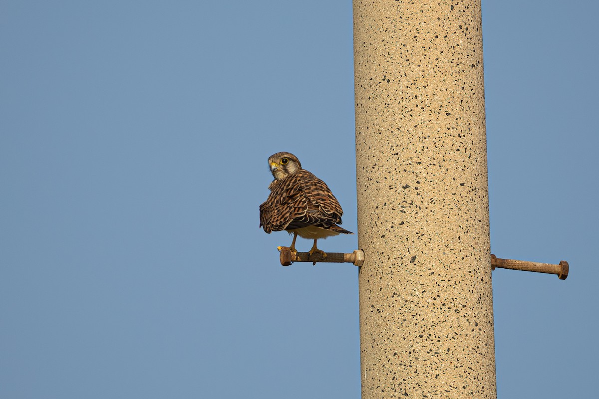 Пустельга - ML644518659