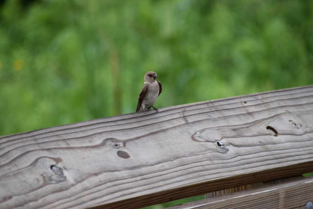 Golondrina Aserrada - ML644518664