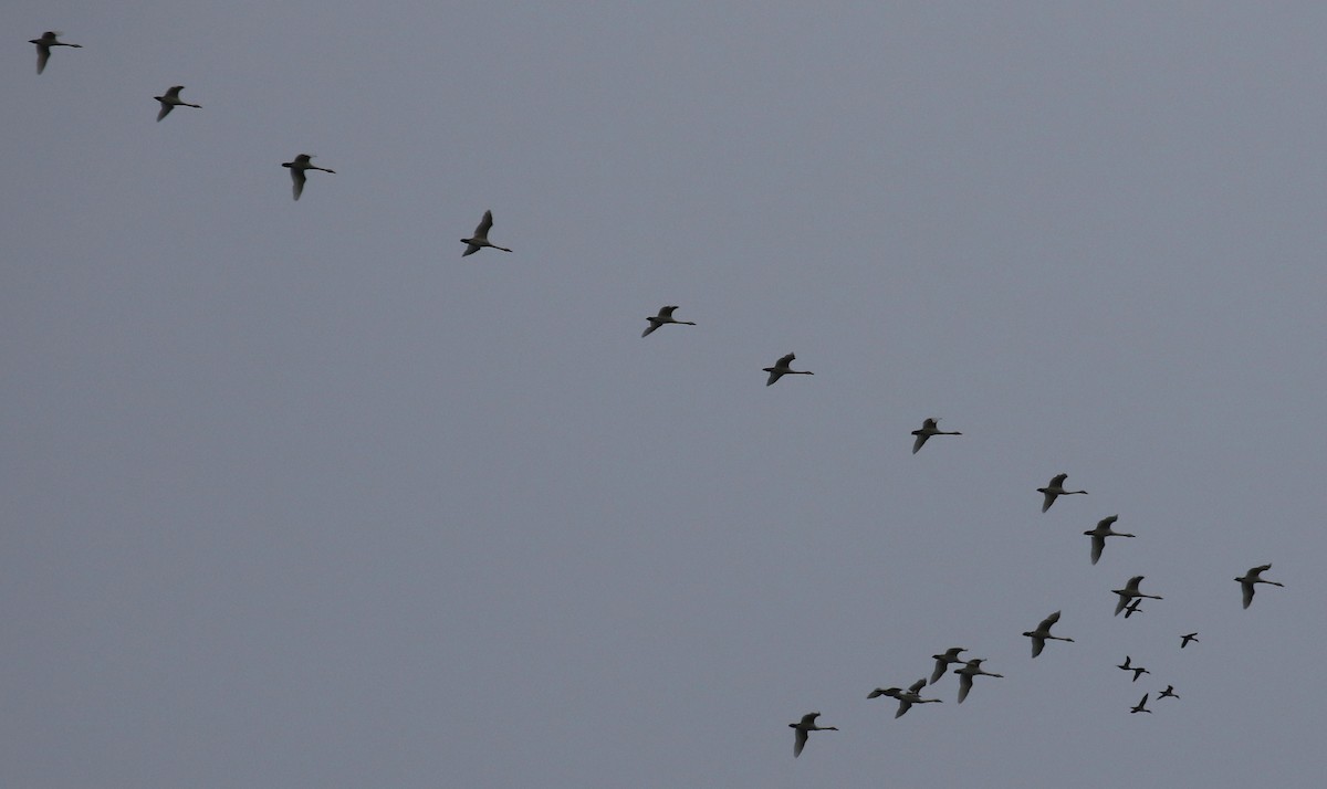 Beltxarga txistularia - ML644518693