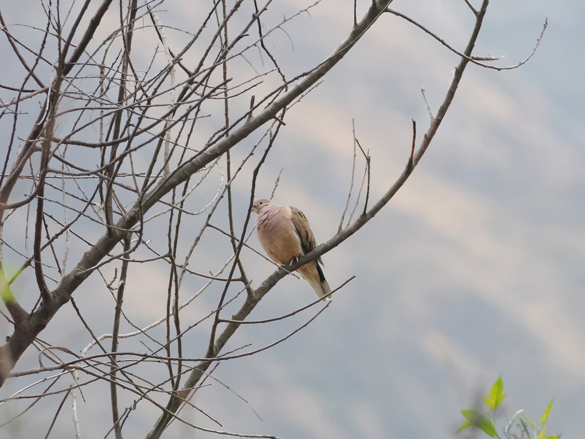 Eared Dove - ML644518694