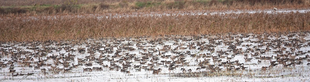 白額雁 - ML644518695