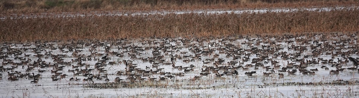 白額雁 - ML644518696