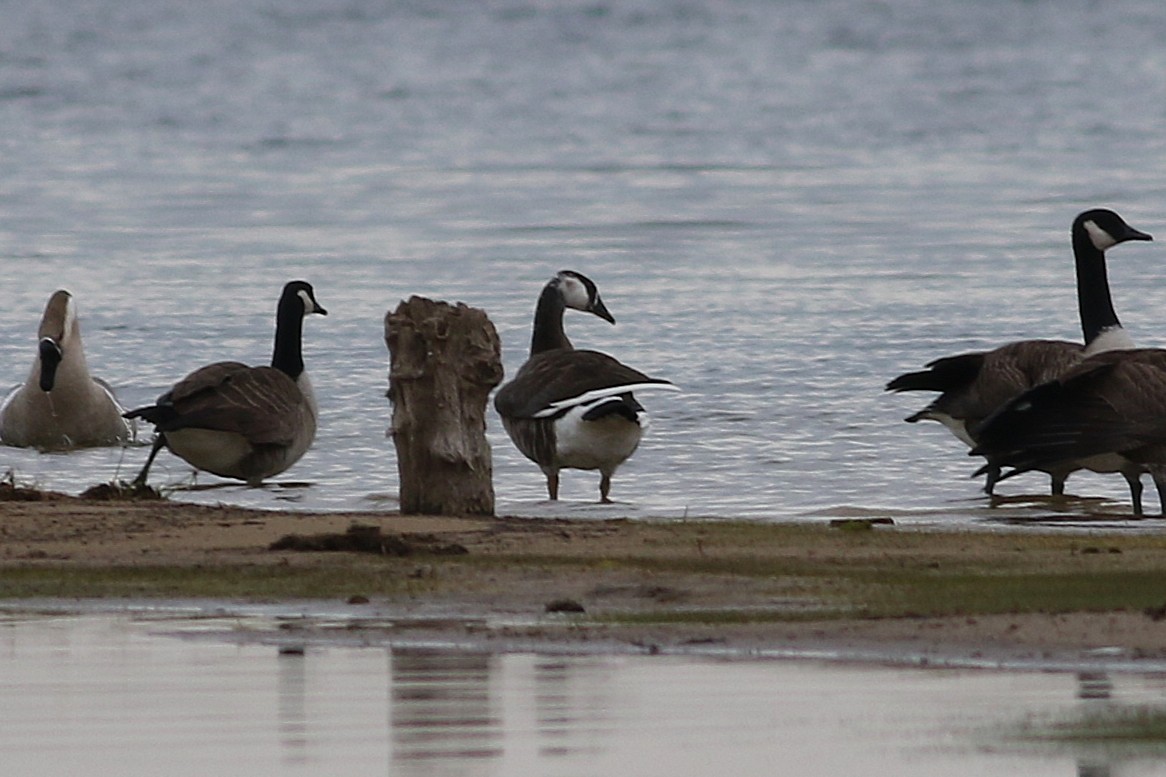 Swan x Canada Goose (hybrid) - ML644518697