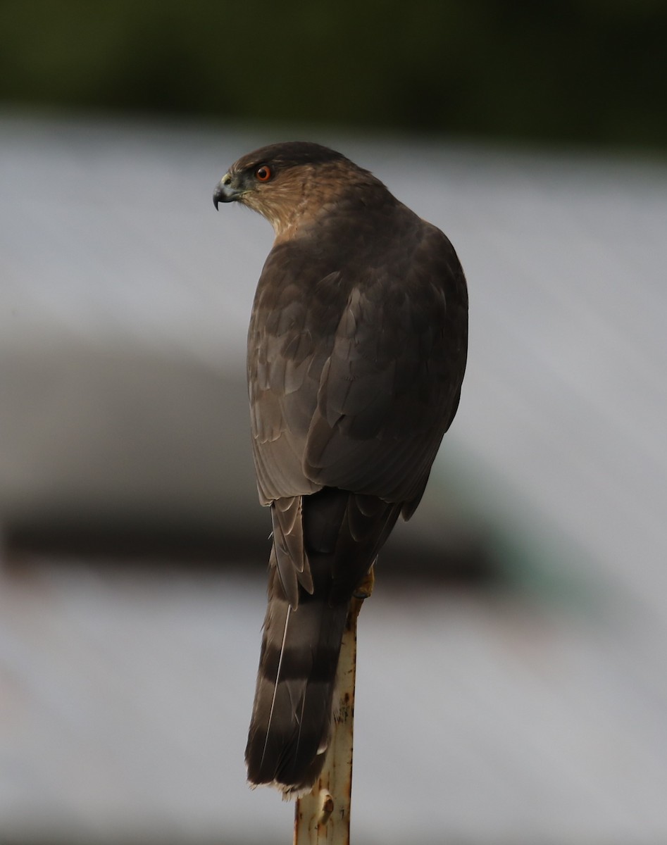 Cooper's Hawk - ML644518698