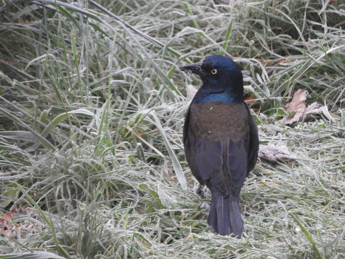 Purpurgrackel - ML644518700