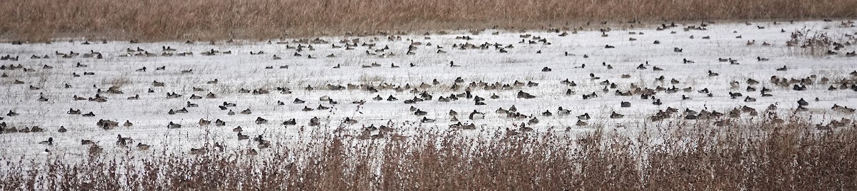 環頸潛鴨 - ML644518706