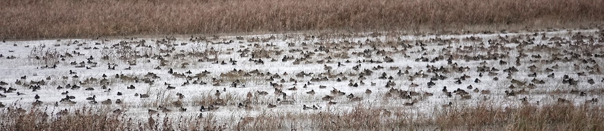 環頸潛鴨 - ML644518707