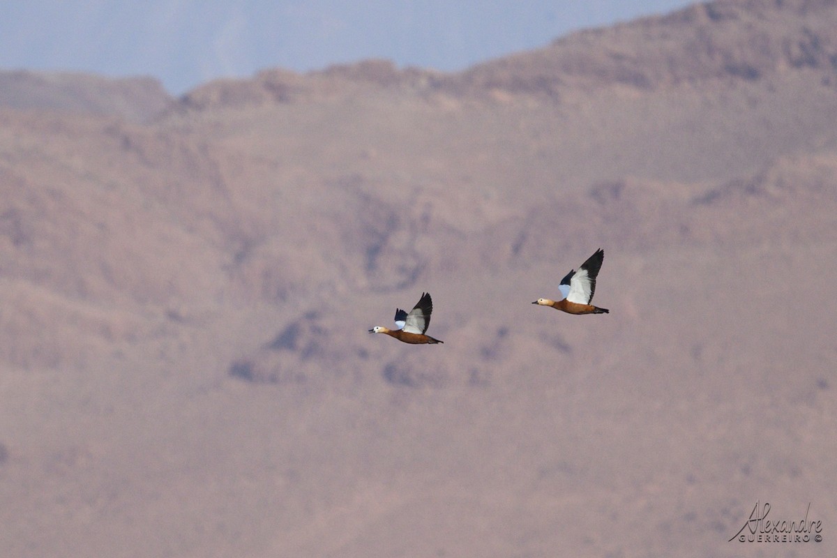Ruddy Shelduck - ML644518708