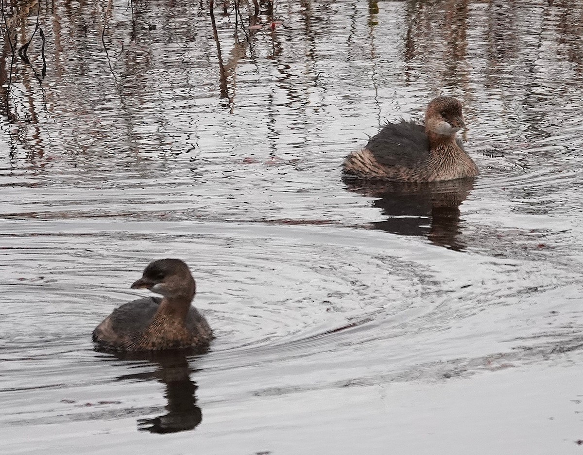 Pied-billed Grebe - ML644518714