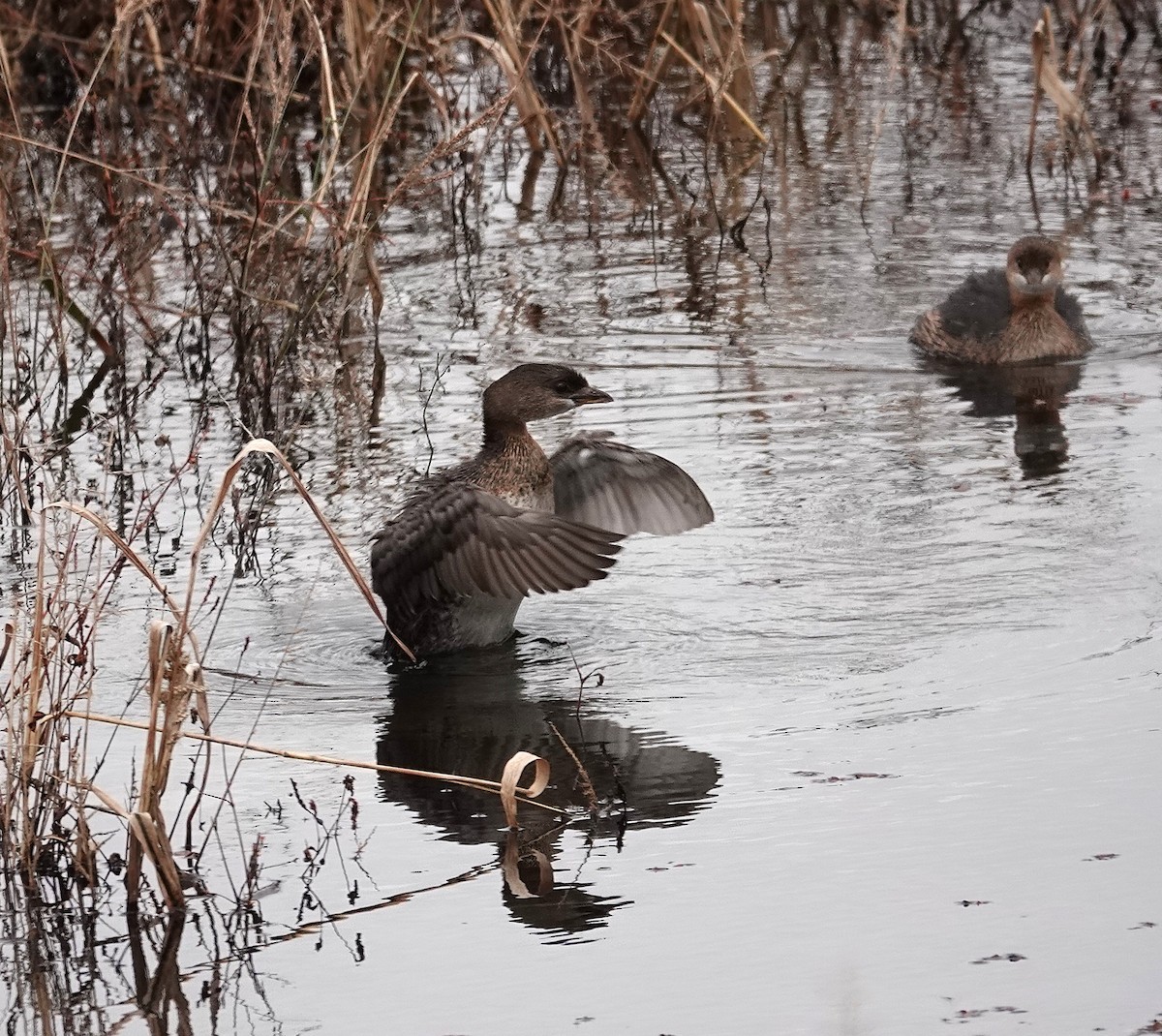Pied-billed Grebe - ML644518715