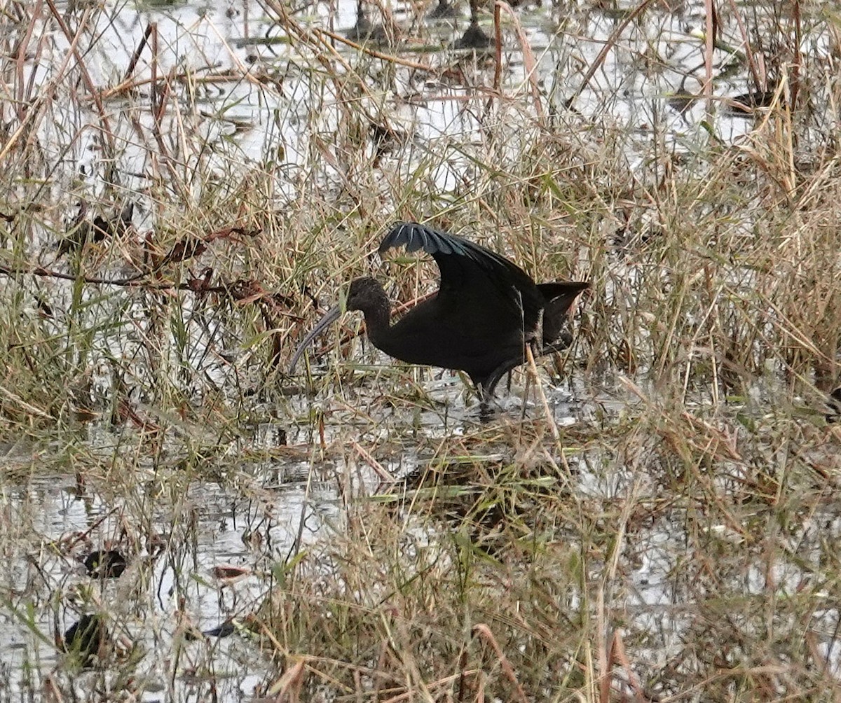 Glossy/White-faced Ibis - ML644518725
