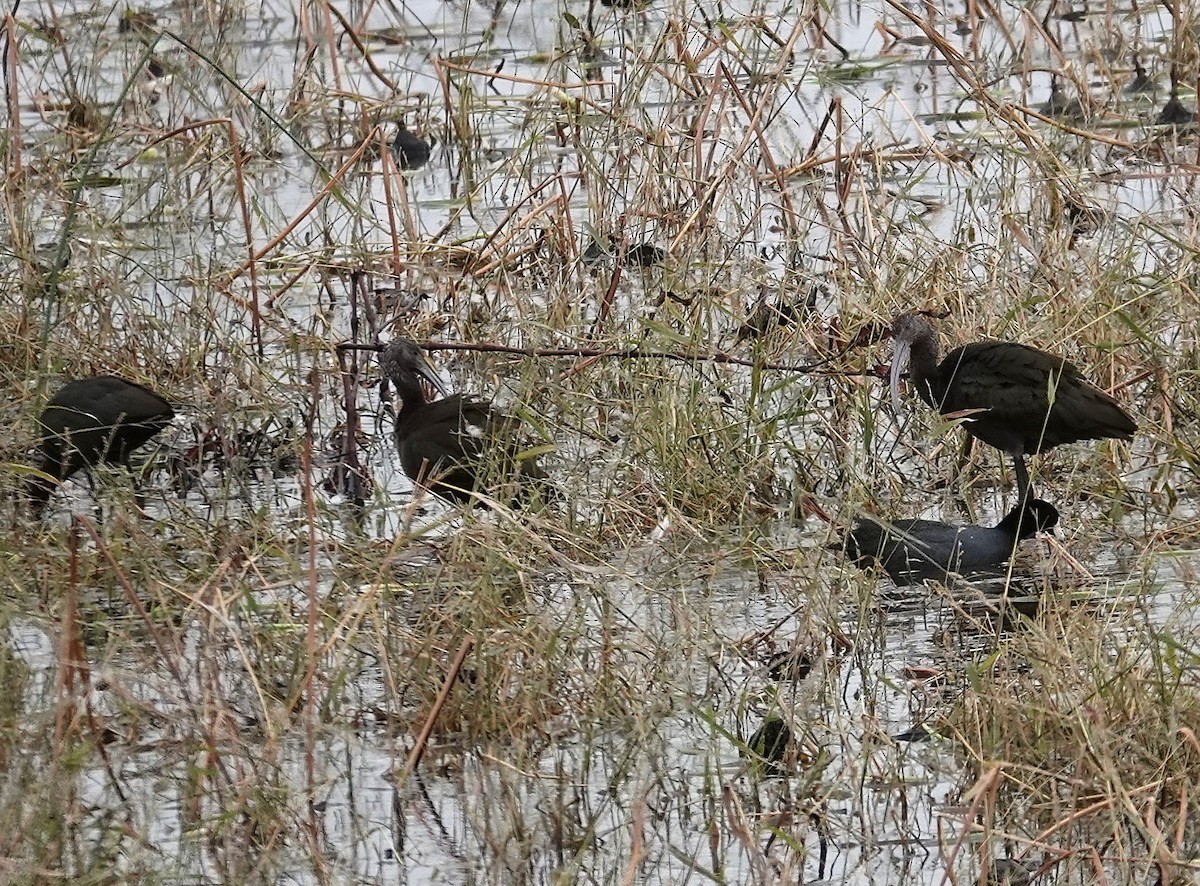 Glossy/White-faced Ibis - ML644518726