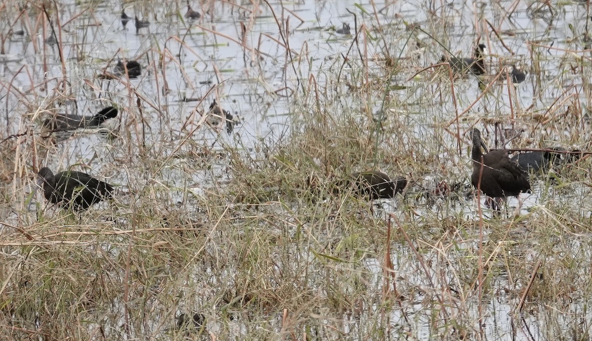 Glossy/White-faced Ibis - ML644518727