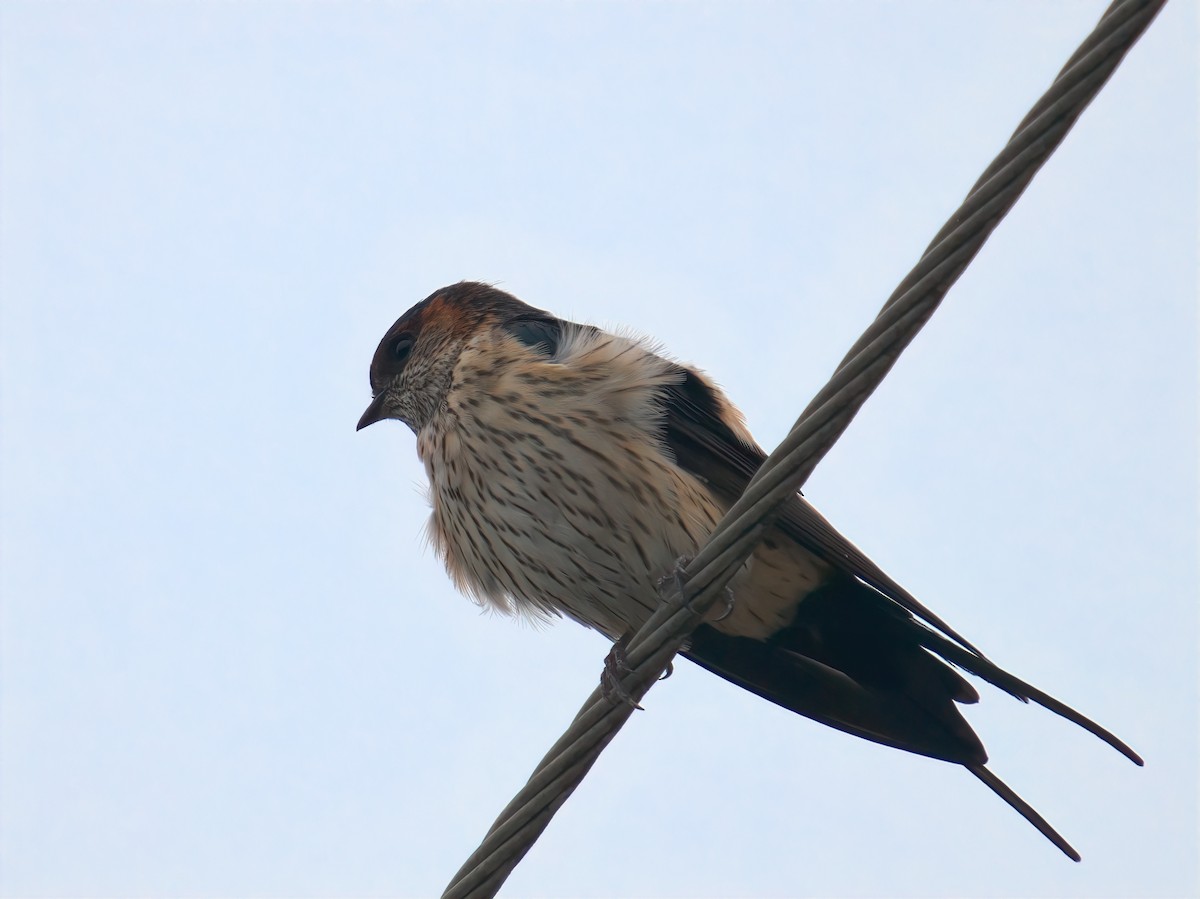 Монгол хараацай - ML644518728