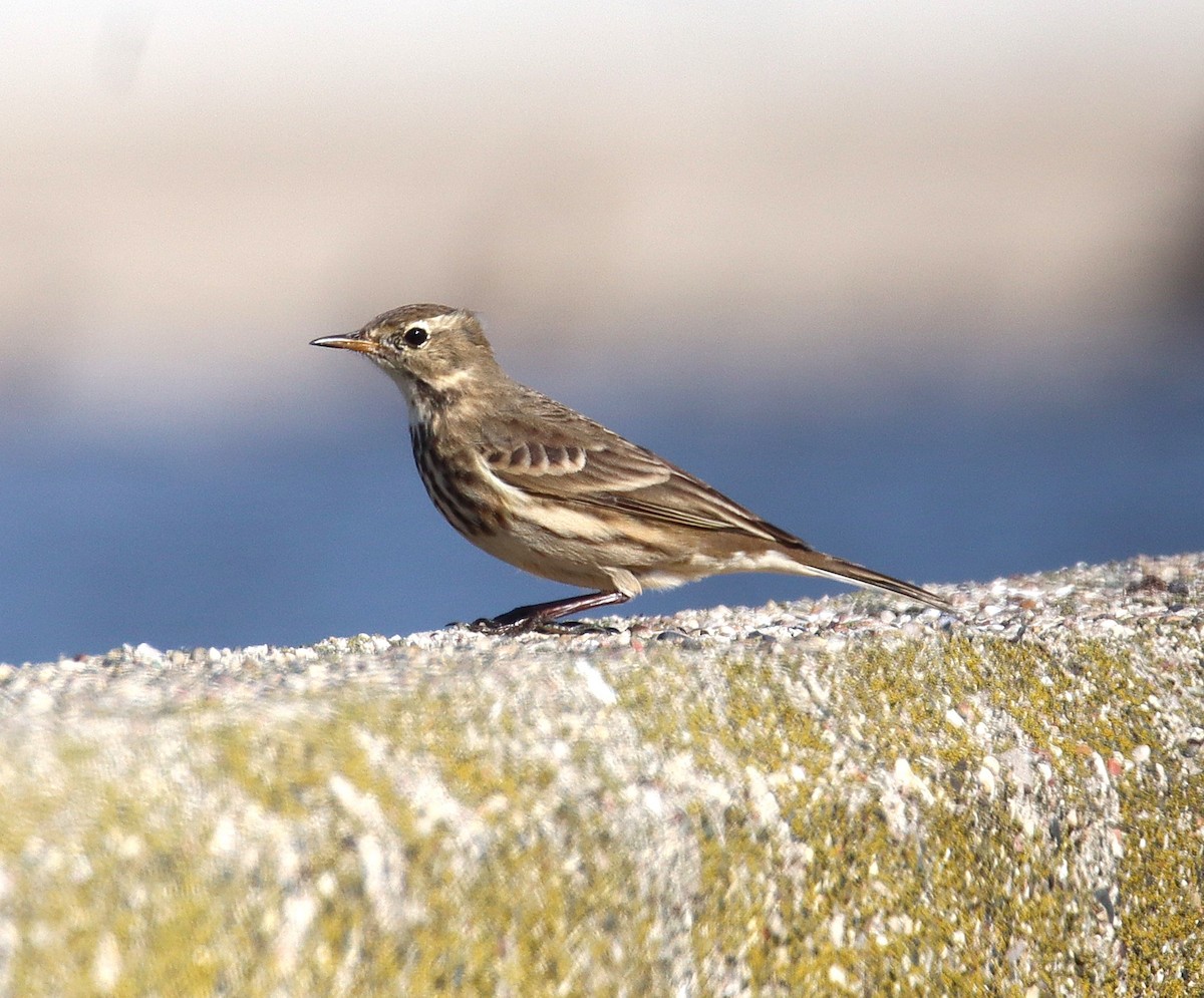 American Pipit - ML644518739