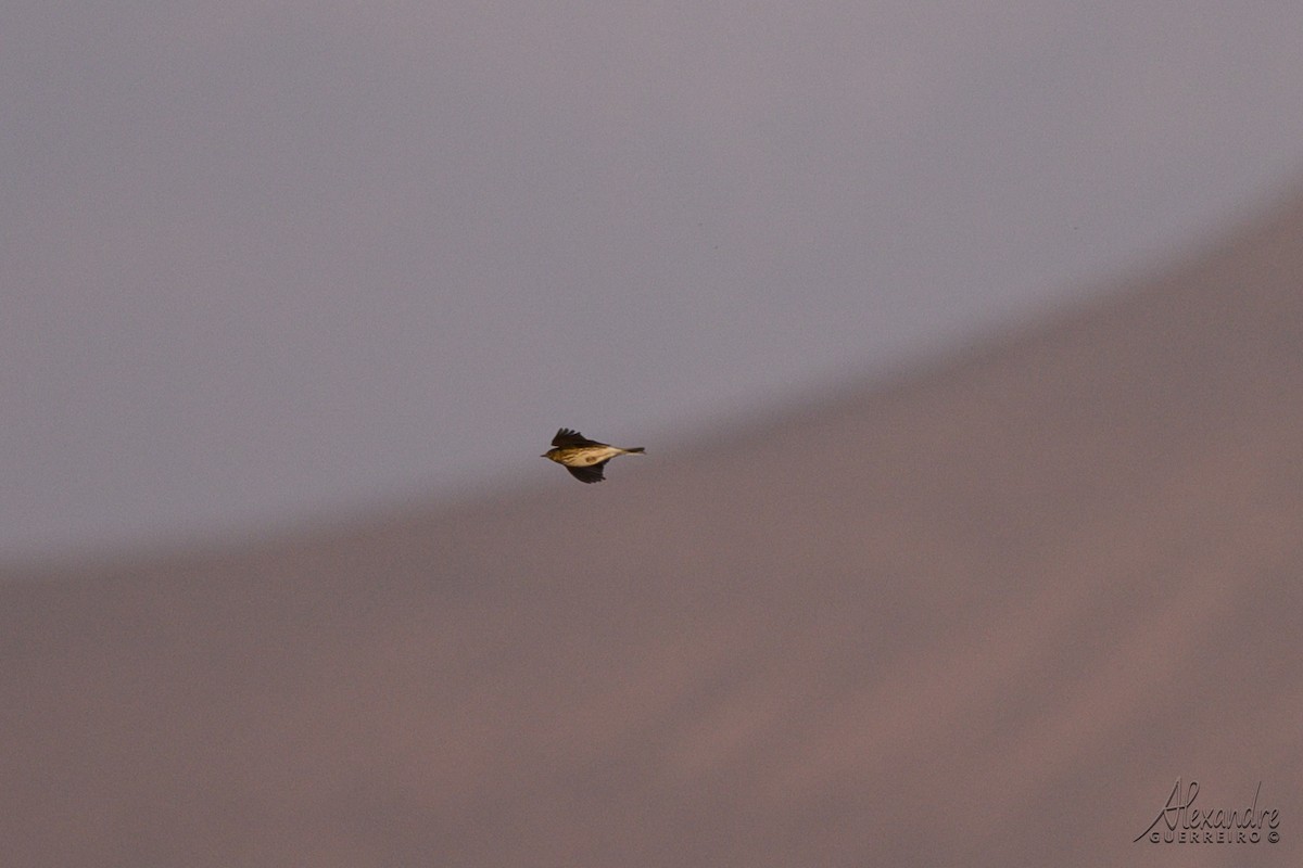 Bisbita Pratense - ML644518748