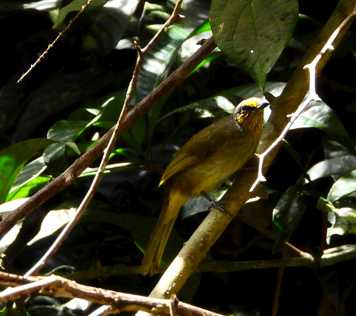 Stripe-throated Bulbul - ML644518754