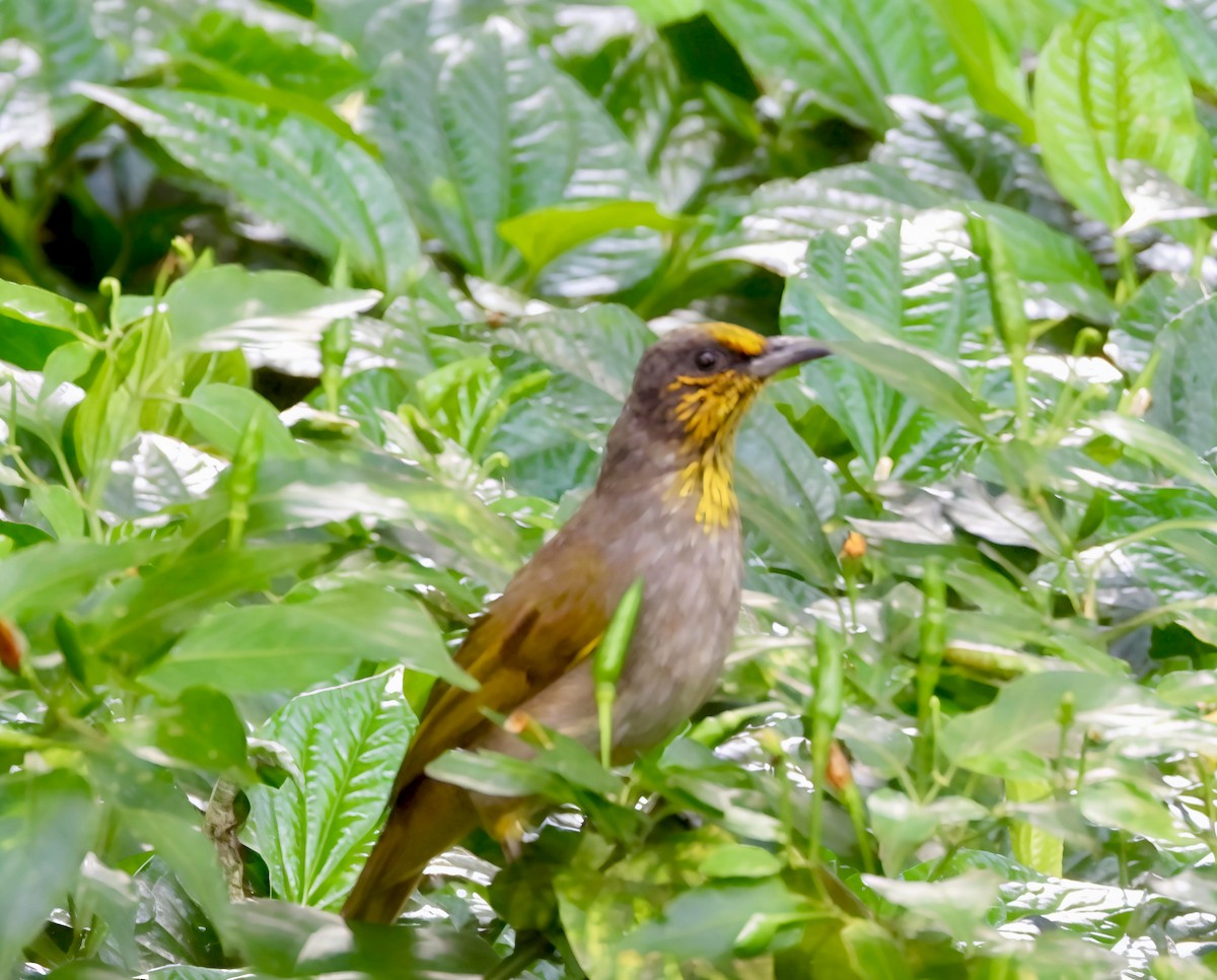 Stripe-throated Bulbul - ML644518755