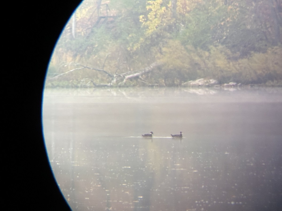 Black Scoter - ML644518756