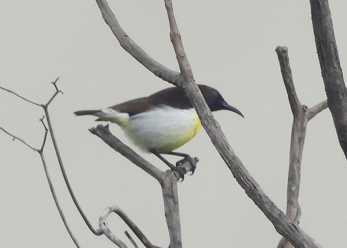 Purple-rumped Sunbird - ML644518771
