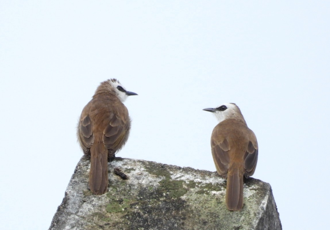 Бюльбюль широкобровий - ML644518773