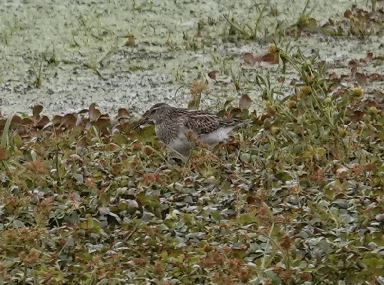 美洲尖尾濱鷸 - ML644518775