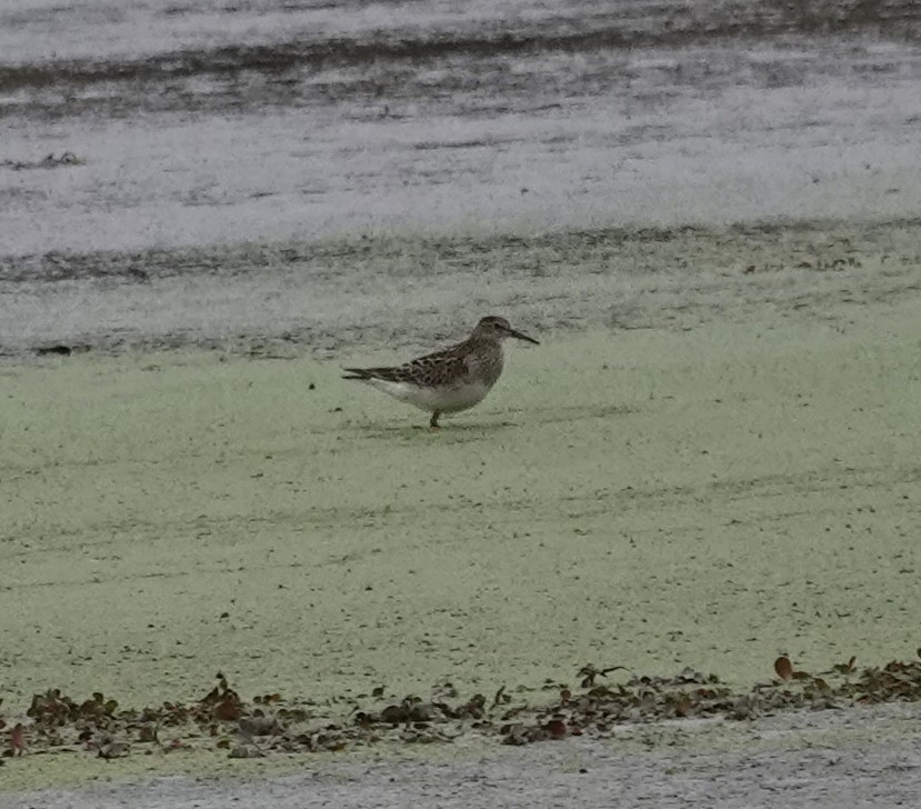 美洲尖尾濱鷸 - ML644518776