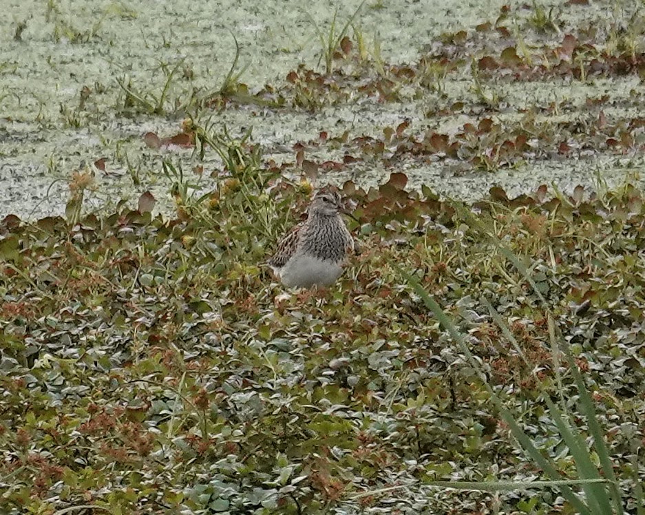 美洲尖尾濱鷸 - ML644518777